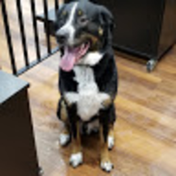 Meet your Posher, Danielle - Picture 1 of 1